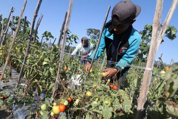 Petani Purworejo jual hasil tani melalui jaringan digital