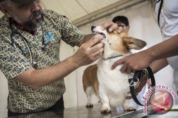 Mengenali dan menghindari rabies