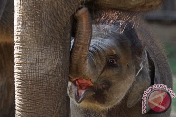 Lima gajah mati ditabrak kereta di India