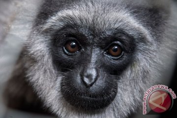 Bali Zoo siap lepasliarkan Owa Jawa