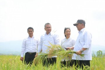 Tiga menteri panen padi di Ciamis