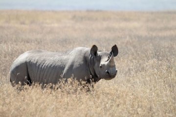 Kasus perburuan badak dan gajah menurun di Namibia