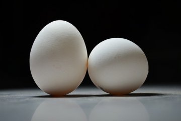 Peneliti Jepang tumbuhkan obat dalam telur ayam