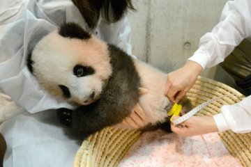 Bayi panda Xiang Xiang tampil perdana di kebun binatang Jepang