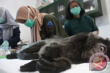 BBKSDA ungkap penjualan Lutung Jawa