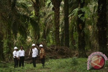 Peremajaan sawit rakyat bawa kesejahteraan bagi 22 juta masyarakat