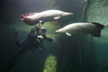 Peneliti LIPI: segera tangkap ikan Arapaima