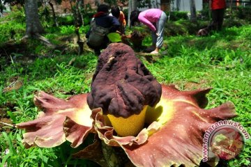 Bunga bangkai bertunas tiga tumbuh di sekolah