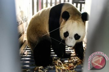 KEDATANGAN SEPASANG PANDA GIANT