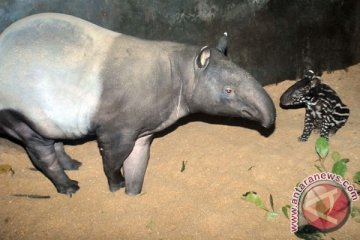 Tapir di Taman Safari Indonesia melahirkan bayi betina