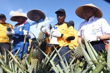 Menyulap bara panas menjadi ladang nanas