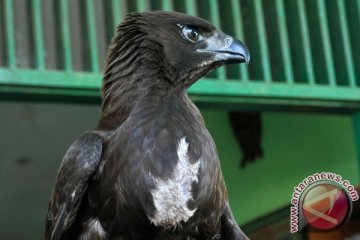 Taman Safari luncurkan program "Cintai Elang Jawa"