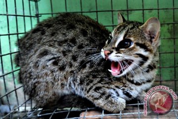 BKSDA Jambi lepas liarkan kucing hutan