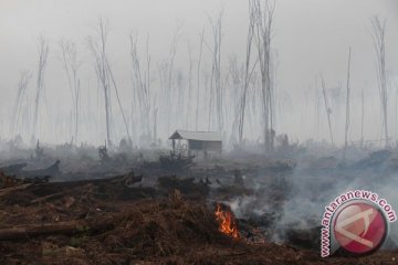 LPEM-UI: PP Gambut munculkan kerugian Rp76,04 triliun