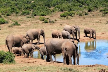 Turis tewas diinjak gajah di Zambia saat berfoto