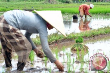 Luas sawah produktif di Lampung Tengah bertambah