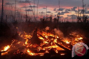 Kebakaran lahan gambut di Nagan Raya meluas