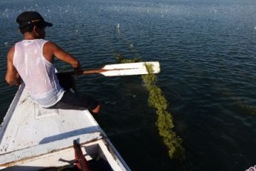 PEMBIBITAN RUMPUT LAUT