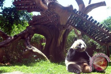 Sehari panda di Taman Safari habiskan 30 kg bambu