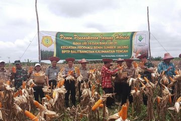 Panen jagung hibrida di Kalimantan Tengah