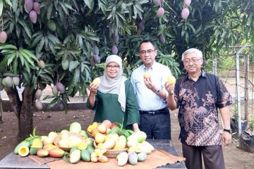 Budidaya mangga off season, potensi tingkatkan agribisnis buah nusantara