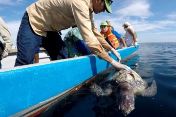 Akankah kita kehilangan kura-kura?