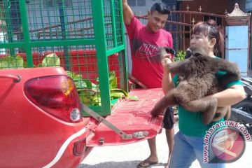 Warga Serahkan Owa-owa