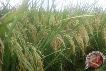 Varietas padi Green Super Rice siap geser Ciherang