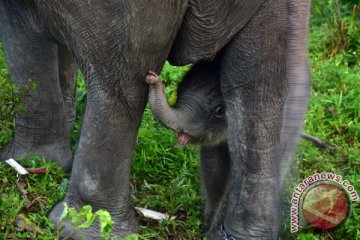 Bayi gajah sumatera lahir di Barumun