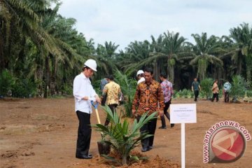 Presiden akui banyak kelapa sawit Indonesia sudah tua renta