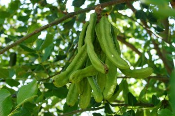 Siprus tanam ribuan pohon carob untuk memproduksi 'emas hitam'