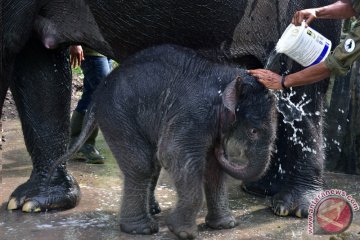 Kelahiran Bayi Gajah Tesso Nilo