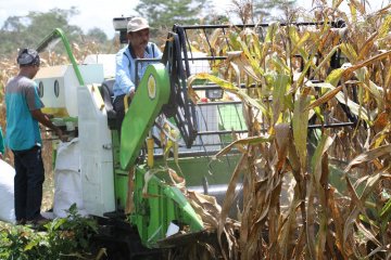 Panen raya jagung perdana GEMPITA Kabupaten Serang