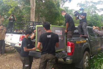 Tiga orangutan dilepasliarkan di Taman Nasional Betung Kerihun