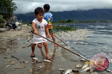 RATUSAN TON IKAN MATI