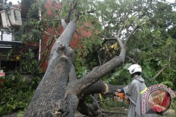 Hujan lebat sebabkan sejumlah pohon tumbang di Bandung