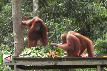 Mengenal Pulau Pelepasliaran Orangutan