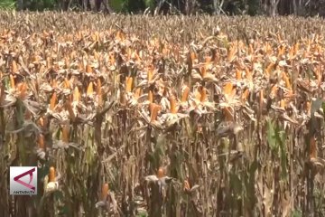 Mentan Perintahkan Bulog Serap Jagung Petani