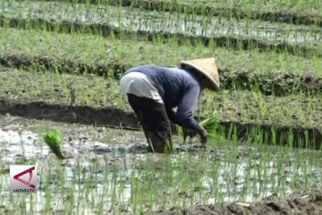 Masuki Musim Tanam, Distribusi Pupuk Bersubsidi Diawasi