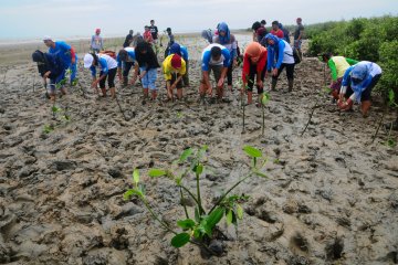 Mahasiswa tanam 1.200 mangrove di Pariaman
