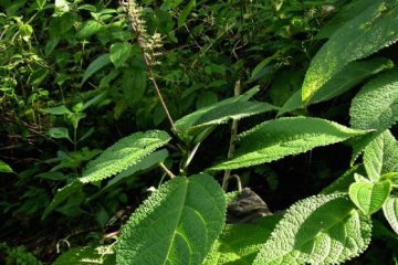 Daun gatal papua obat alternatif penghilang capai