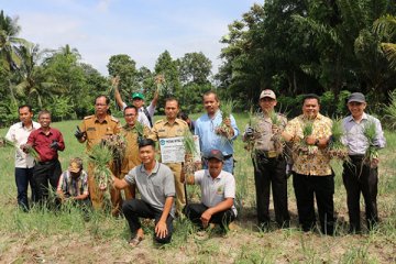 Petani bawang binaan Santori panen perdana