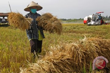 Petani Aceh Mulai Panen