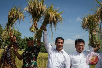 Panen Raya Sragen