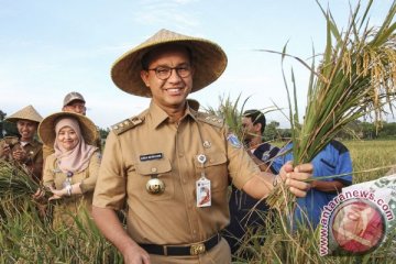 Anies panen padi di Cakung