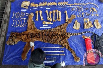 Polres Mukomuko kembangkan kasus perdagangan kulit harimau sumatera