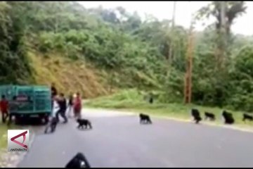 BKSDA buru pencuri Kera Hitam Sulawesi