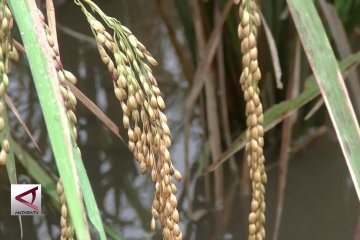 Kabupaten Sukabumi mulai panen raya beras