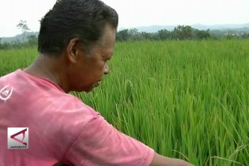 Temanggung berhasil kurangi serangan hama tikus