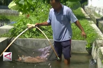 Temanggung Butuh 300 Juta Benih Ikan